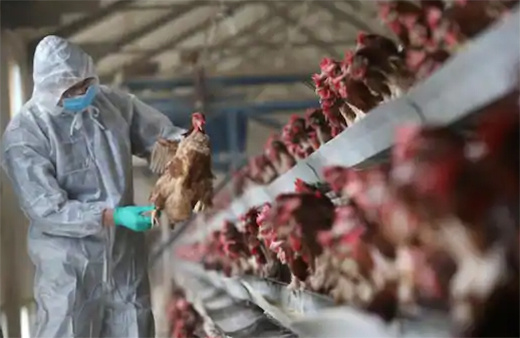 Bird Flu